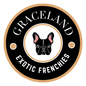 Graceland Frenchies for sale
