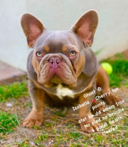 Isabella Frenchie
