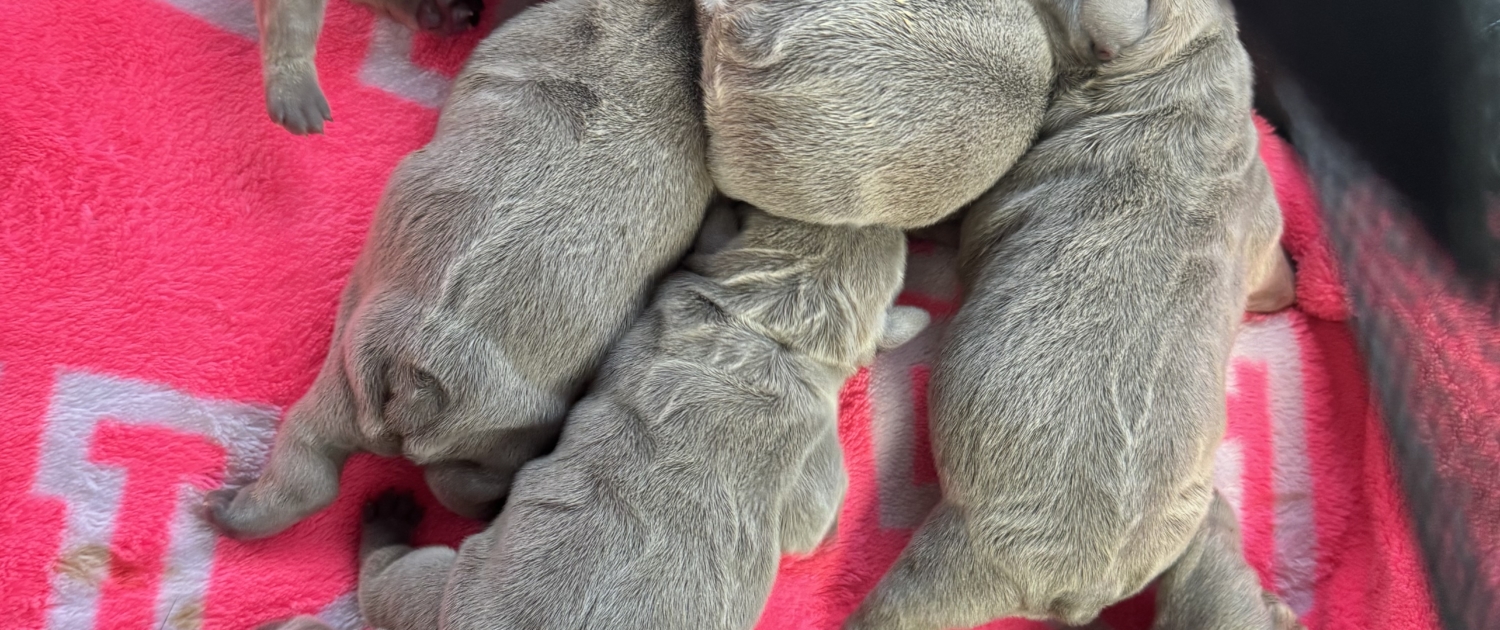 lilac Frenchie puppies